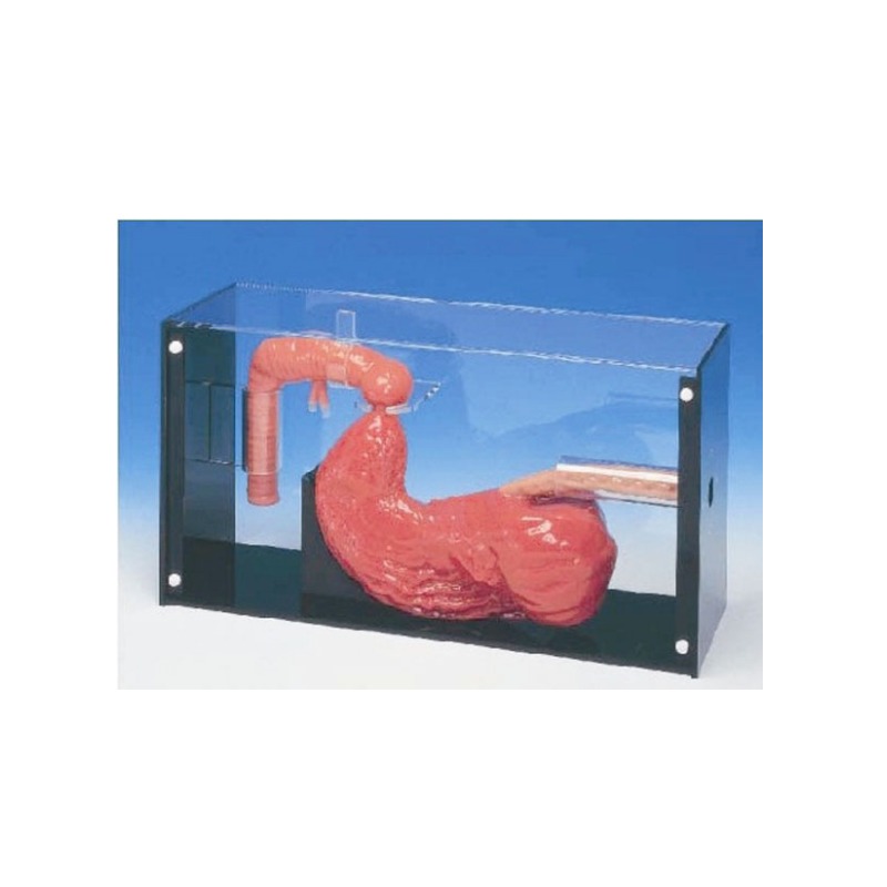 胃镜ERCP检查训练模型实训考核装置   胃镜ERCP检查训练模型实训设备  胃镜ERCP检查训练模型综合实训台图片