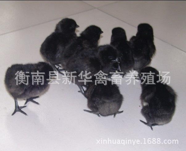新华禽畜厂家直销黑脚白皮白肉黑羽黄麻羽高产绿壳蛋鸡苗常年孵化示例图3