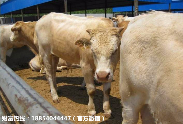 批发出售夏洛莱牛 夏洛莱肉牛的价格 大型肉牛养殖场示例图10