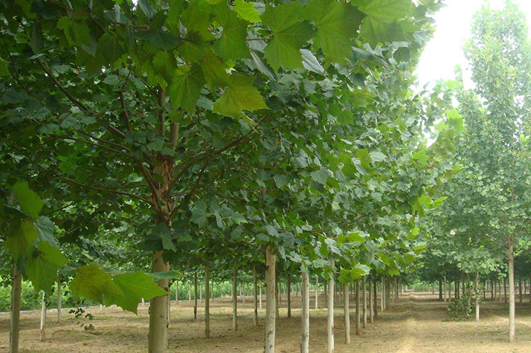 【基地直销】法国梧桐树批发绿化工程树木6公分10公分规格全示例图9