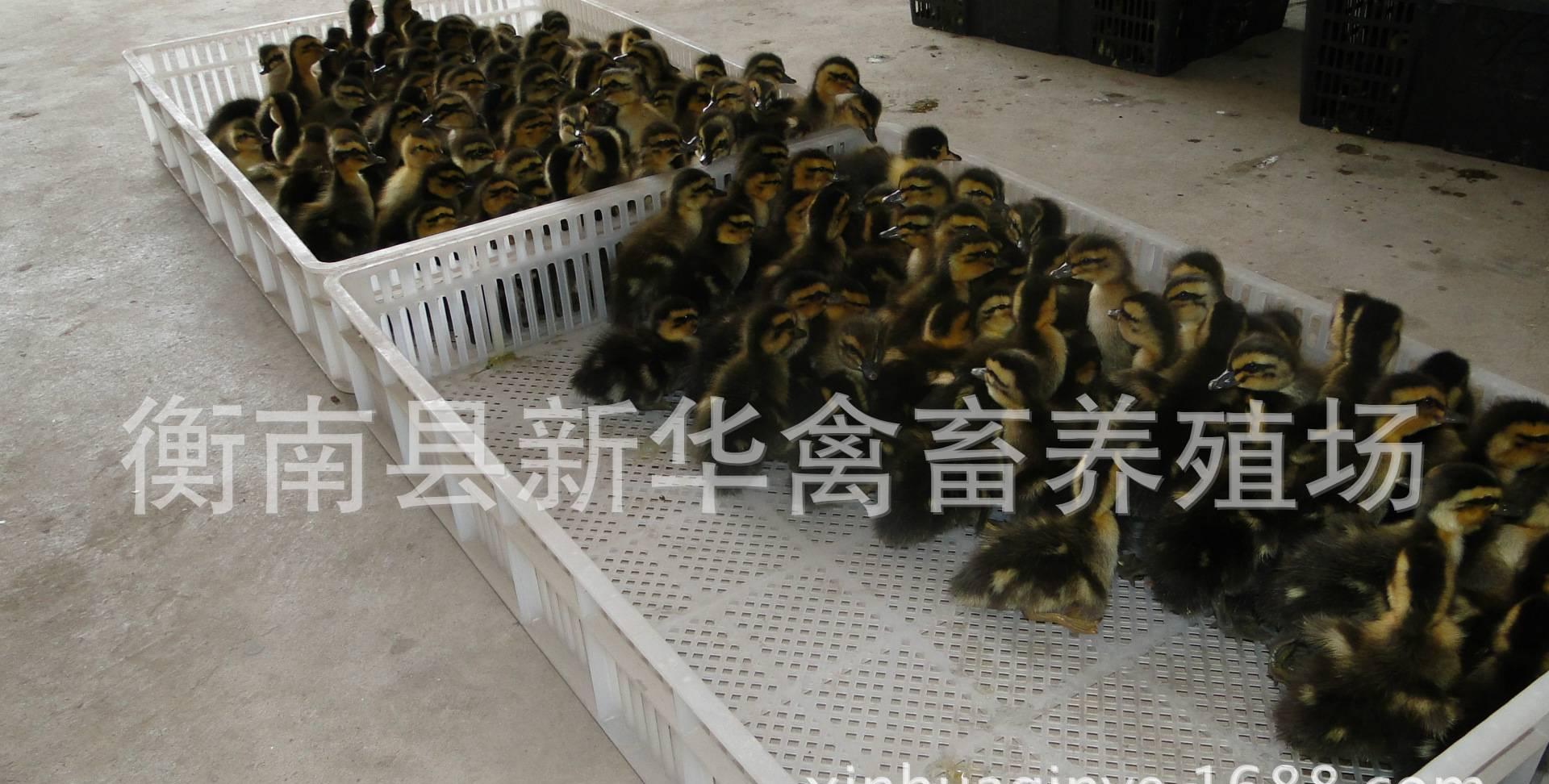 湖南衡阳新华禽业厂家直销优质60天出栏麻雀羽绍兴麻鸭出壳公苗