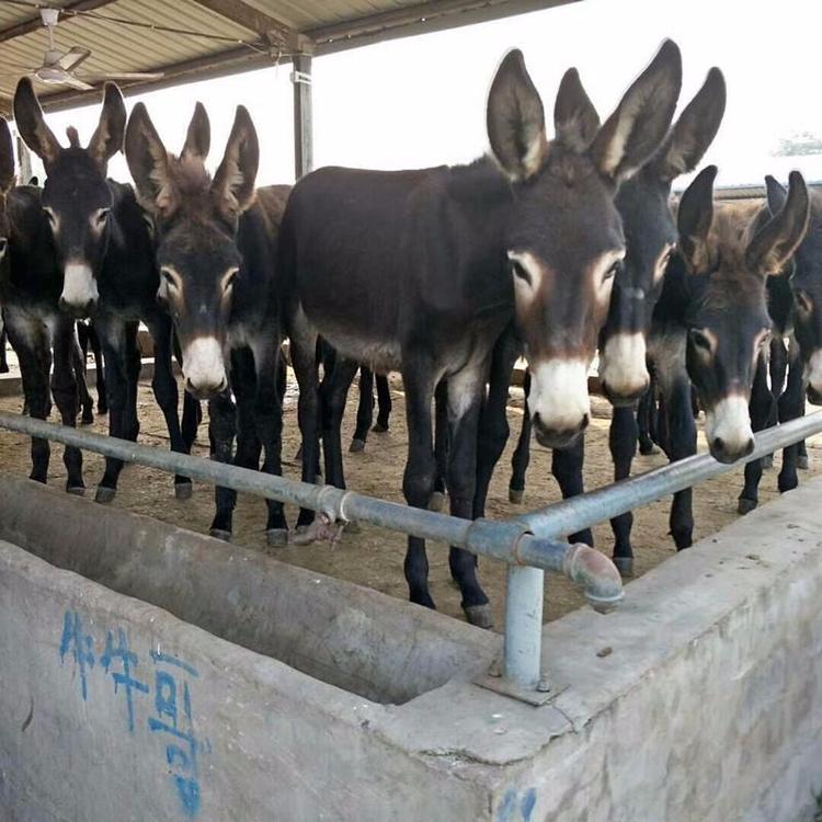 肉驴苗价格 德州驴养殖场出售 肉驴仔改良驴种 鼎荣 基地出售