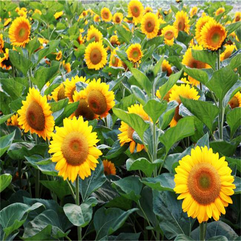 大量出售 向日葵种子现货充足基地 沣泽培育基地 向日葵种子基地栽培