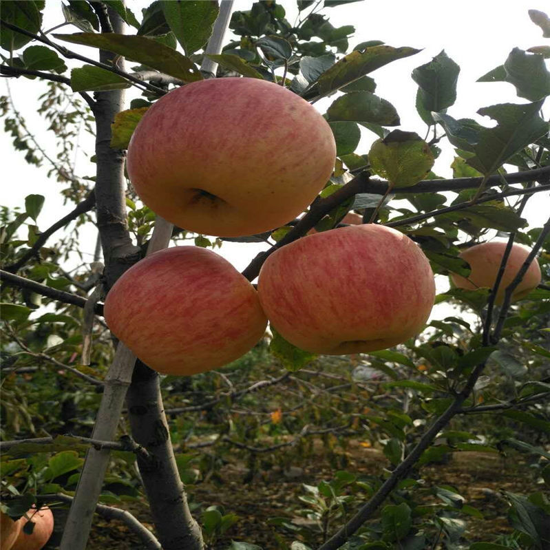 冰糖心苹果树苗红富士苹果苗红肉苹果庭院种植盆栽苹果小苗当年结果