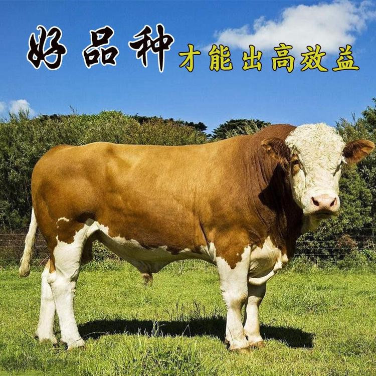 贵州西门塔尔小牛苗厂家 400斤西门塔尔牛苗价格 通凯 买小牛苗来正规厂家示例图1