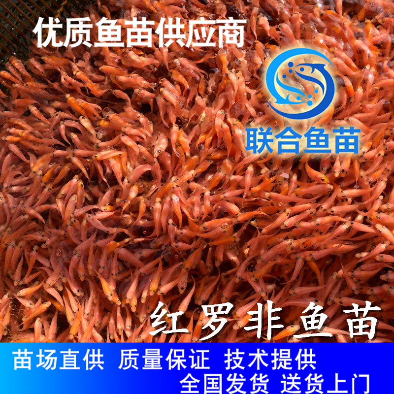 红罗非鱼苗南海 广州联合鱼苗出品红罗非鱼苗图片