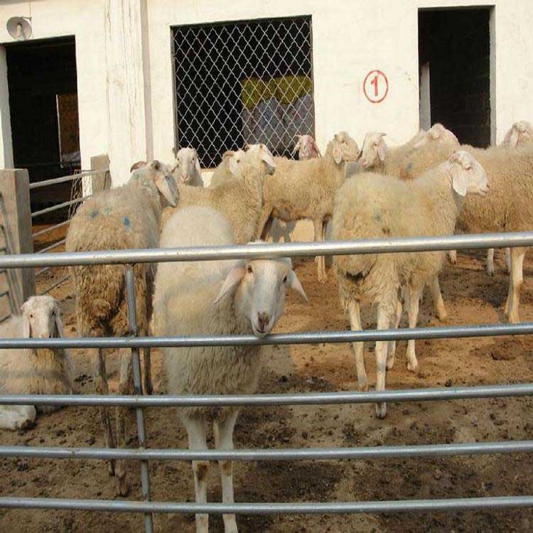 小尾寒羊种羊场 大量供应肉羊小尾寒羊 小尾寒羊活羊 八壹 厂家直售