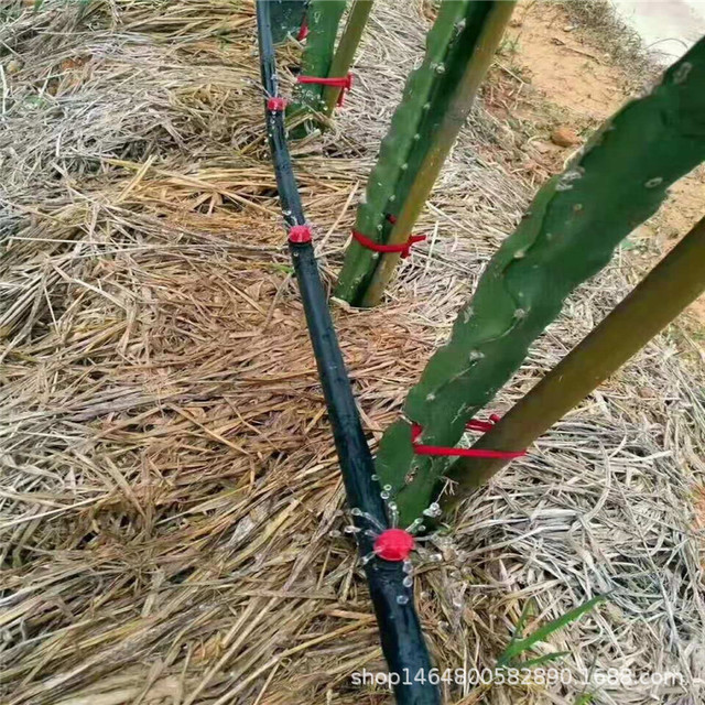 遂川县果园灌溉 火龙果滴灌设备 水肥一体化设备 灌溉水质过滤器