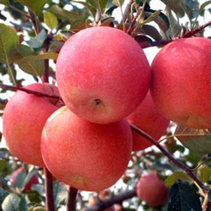 现货供应苹果树 鲁丽红肉苹果树易嫁接易管理量大从优 苹果树价格示例图3