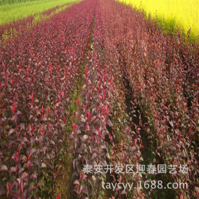 基地长期供应紫叶李小苗 质优价廉 量大从优  1公分紫叶李价格