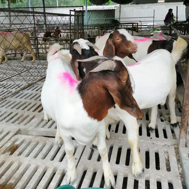 波尔山羊价格 波尔山羊养羊场基地 头胎怀孕基础母羊 现代 销售价格图片