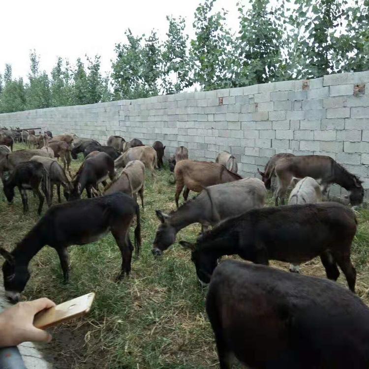 肉驴养殖 养肉驴技术 肉驴屠宰出肉率 鼎荣 运输包活