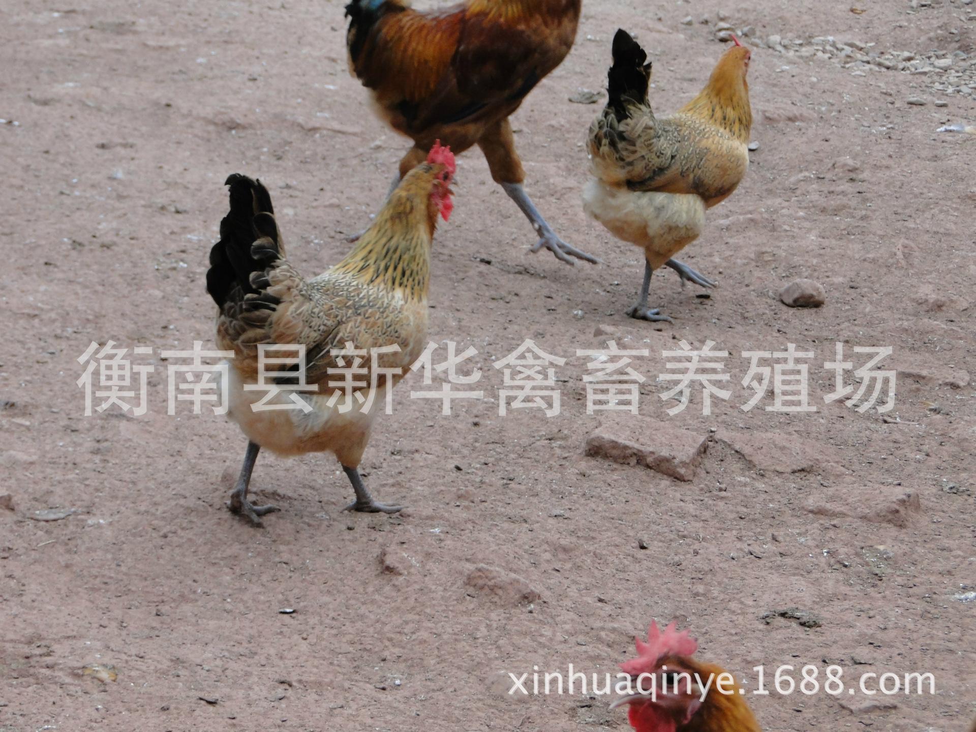 湖南衡阳新华禽畜厂家直销优质包打马利克疫苗青脚土鸡混合苗示例图12