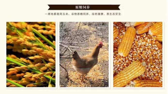 新华禽畜厂家直销正宗农家散养土鸡下单现杀包邮保鲜商品土鸡示例图12
