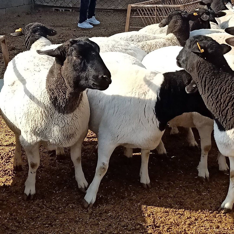 批发杜泊绵羊种羊 出售杜泊绵羊养殖场 黑头杜泊绵羊 现代 厂家直售