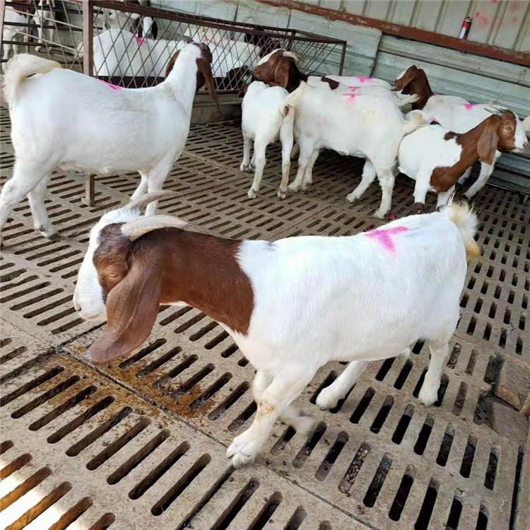 波尔山羊养殖技术 大量供应多种品种波尔山羊 波尔山羊小羊羔常年供应 现代 厂家出售
