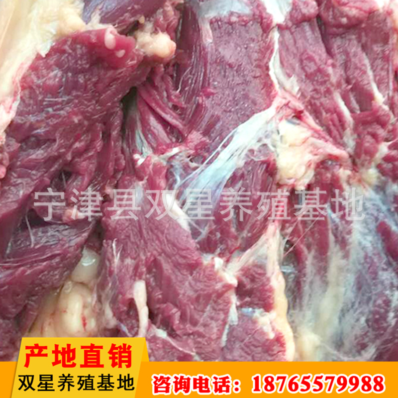 批发供应蒙古马鲜马肉 活马屠宰新鲜营养肋条肉 肉质鲜美进口马肉示例图10