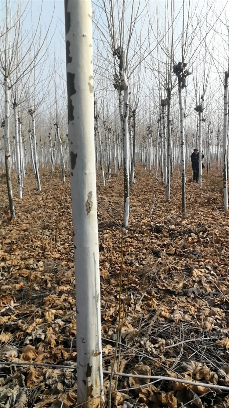 【基地直销】法国梧桐树批发绿化工程树木6公分10公分规格全示例图3