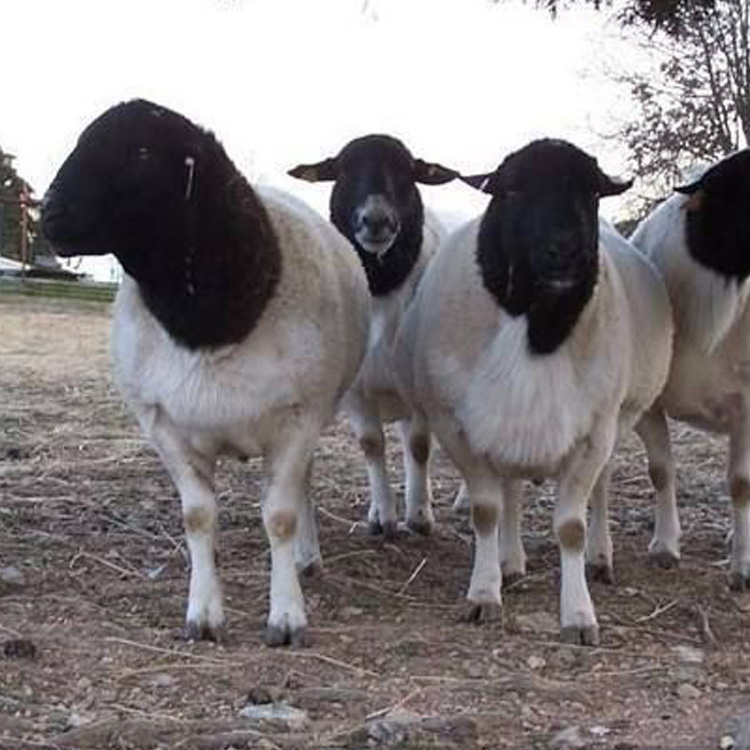 大量供应杜泊绵羊黑头 养殖场杜泊绵羊种羊 出售杜泊绵羊种羊 现代 大量出售