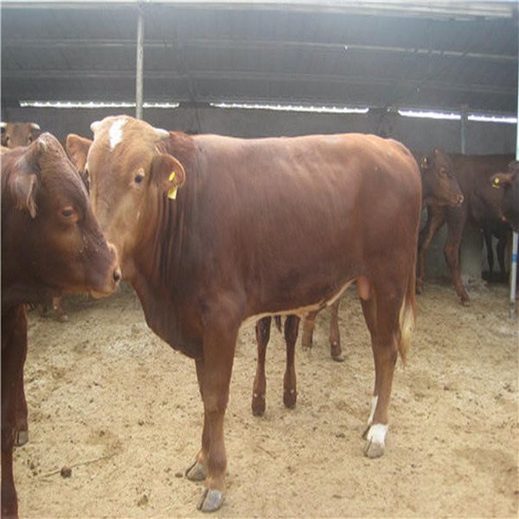 新疆鲁西黄肉牛价格 正规肉牛养殖场 基地出利木赞牛 现代 运输包活