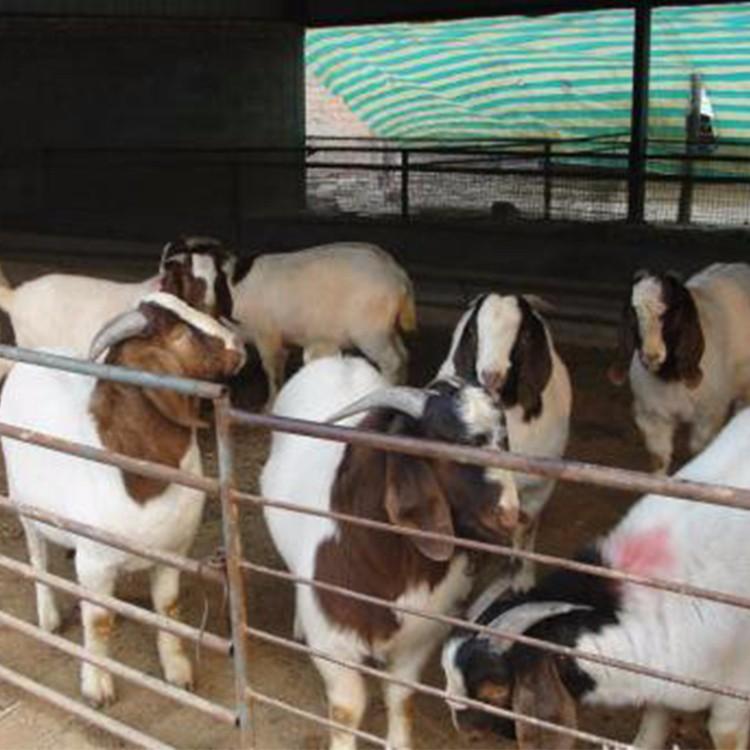 波尔山羊价格 批发供应波尔山羊种羊 波尔山羊技术 现代 厂家直供