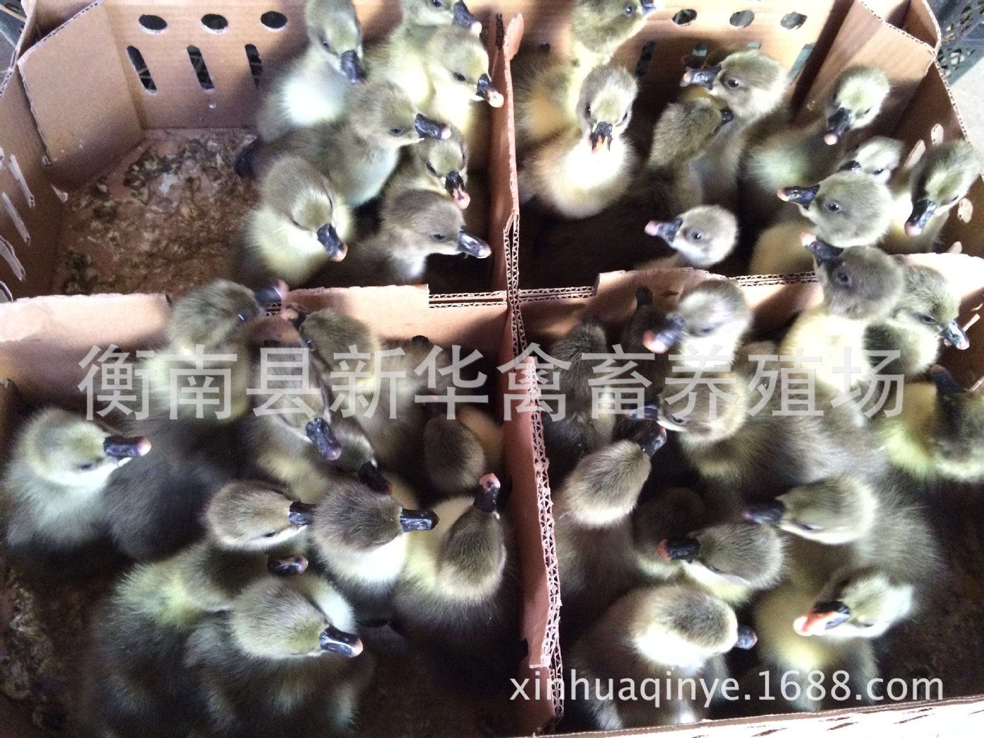新华禽业厂家直销大量供应成活率高抗病能力强优质灰鹅出壳苗示例图4