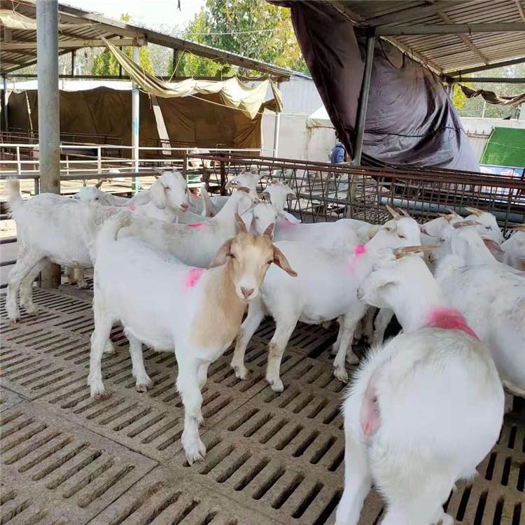 白山羊苗养殖技术 现代 白山羊量大免费运输 本地出售白山羊 基地出售