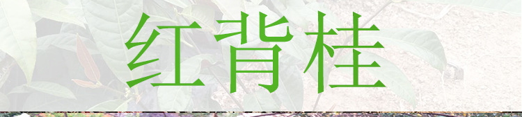 红背桂高度40厘米 丛生常绿灌木绿化移栽苗 大量批发红背桂规格齐示例图1