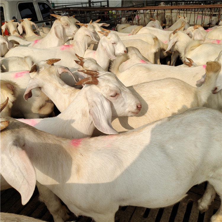 厂家供应美国白山羊小羊 怀孕波尔山羊种羊 育肥美国白山羊肉羊示例图20
