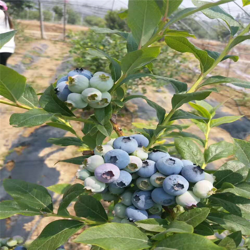 蓝莓苗 (1)