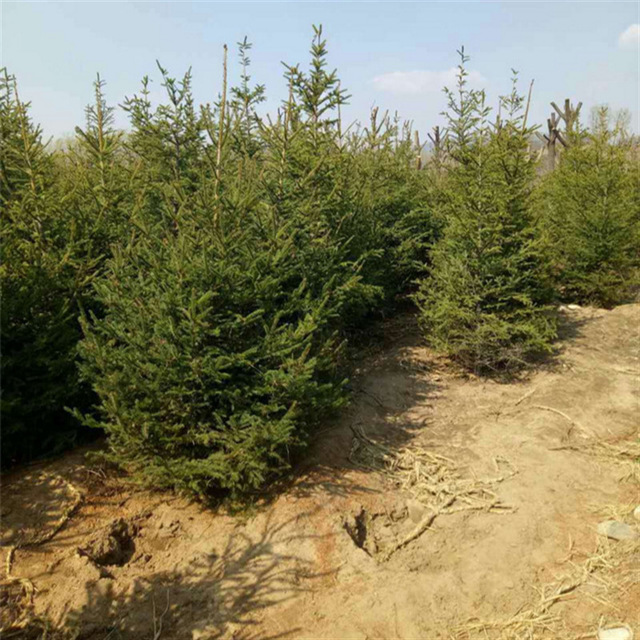 迎春园艺场苗圃出售2米3米4米云杉  1米红皮云杉价格 可做圣诞树 云杉基地