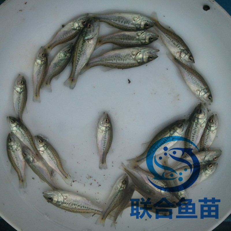 厂家淡水鲈鱼苗 鲈鱼养殖技术养殖技术提供-加州鲈鱼苗图片