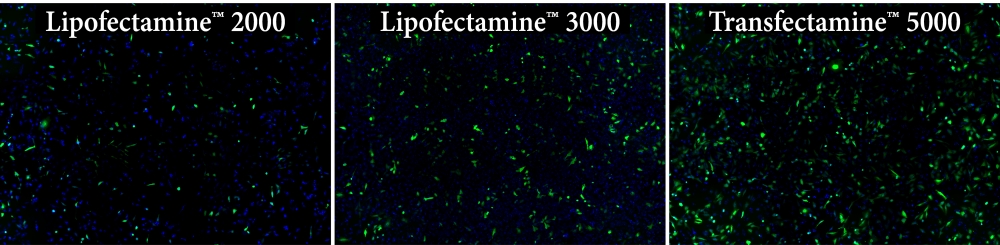 AAT Bioquest 品牌 Transfectamine 5000转染试剂 货号60021示例图2