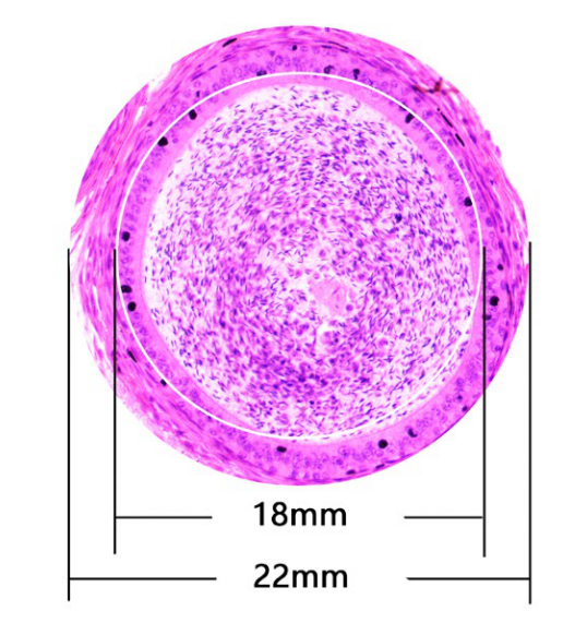 NEXCOPE 基础实验室显微镜NE610/NE620/NE620FL示例图2
