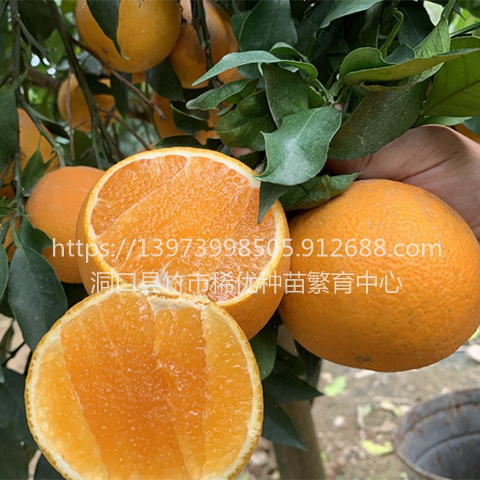 爱媛42号苗  爱媛42杂柑  爱媛42柑桔苗 柑橘新品种