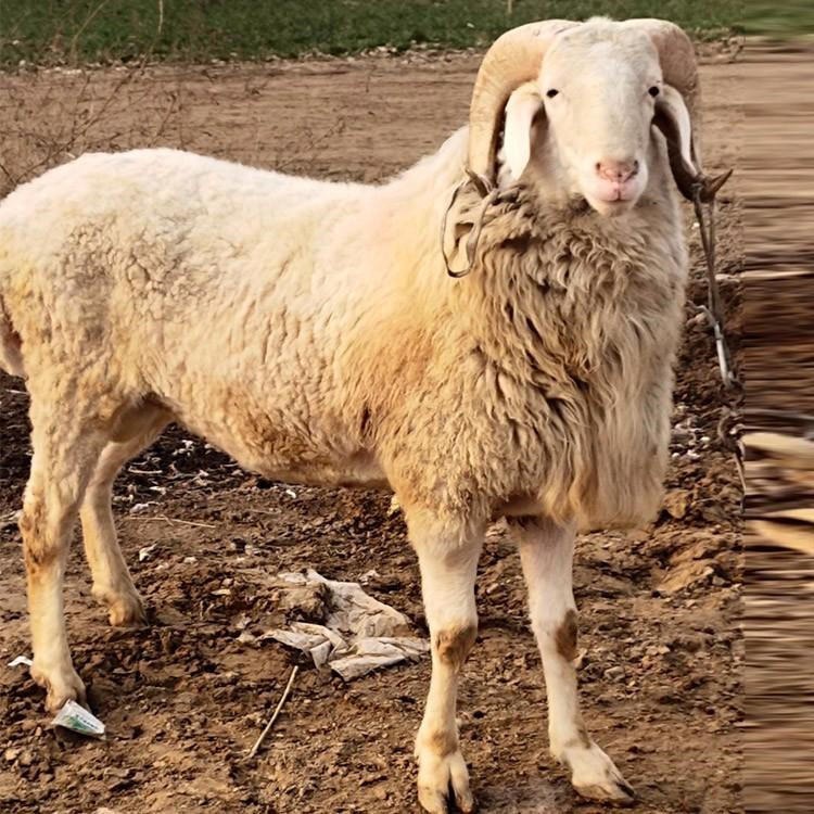 三个月小尾寒羊羊羔 河北小尾寒羊养殖场 通凯羊业大型养殖总场