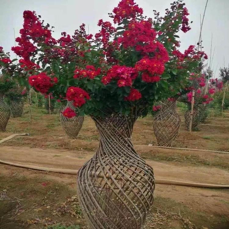 广州紫薇花瓶造型树苗盆栽紫薇花瓶好养的花开花不断美国天鹅绒紫薇花瓶树庭院 栽