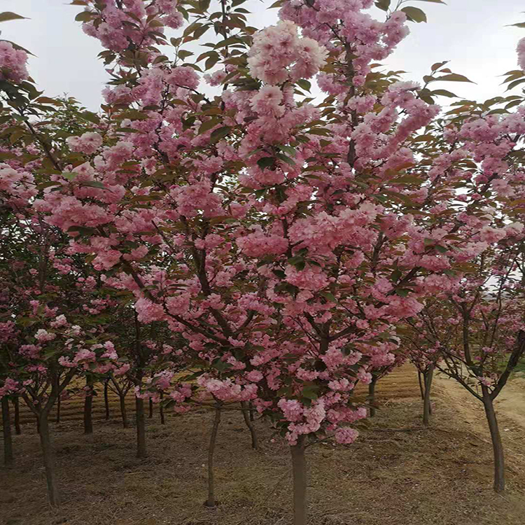 山樱花  出售优质高杆樱花5公分  基地供应绿化用樱花树  万青园林