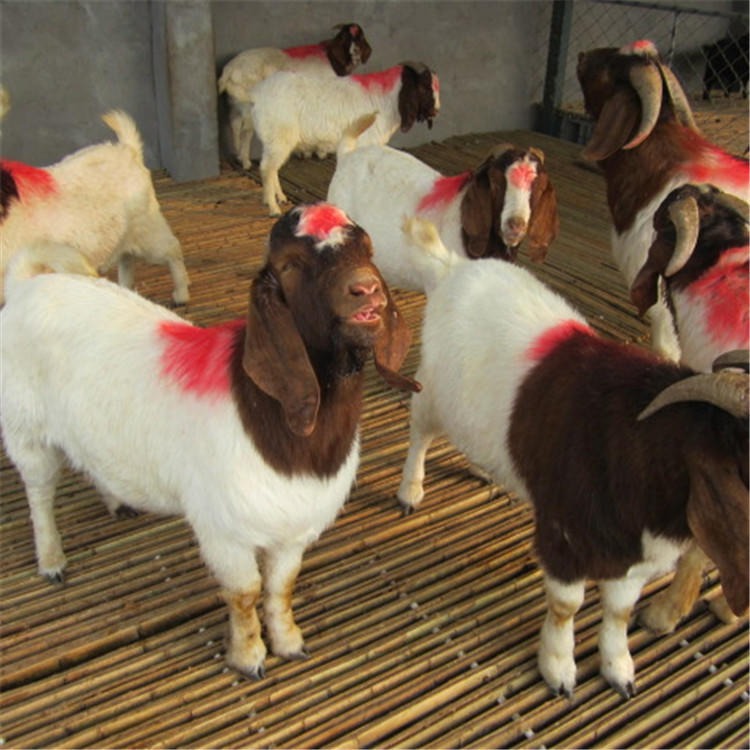 波尔山羊-波尔山羊羊羔价格-大耳波尔山羊种公羊-家养怀孕母羊-龙翔养殖图片