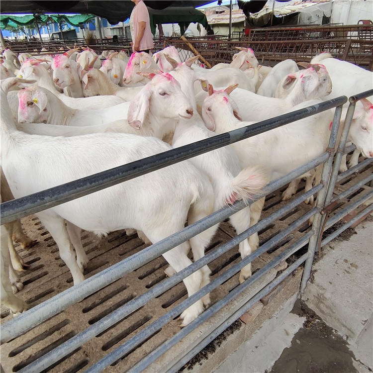 小羊羔-白山羊-努比亚黑山羊萨能奶山羊-批发养殖羊羔-龙翔牧业