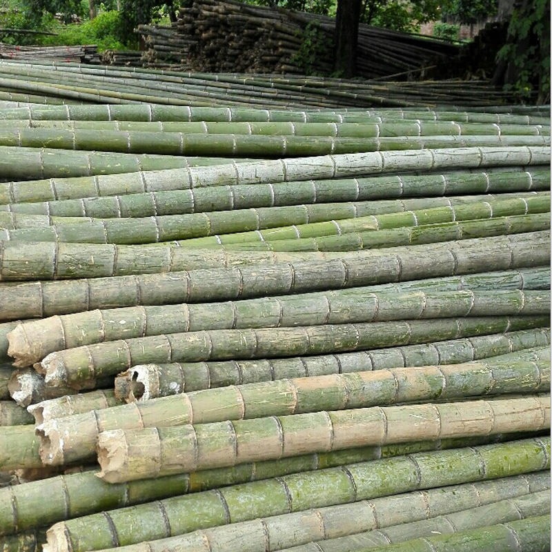 货源产地直发2-3米小毛竹 搭建温棚4-10米大小毛竹 7-12米粗毛竹批发