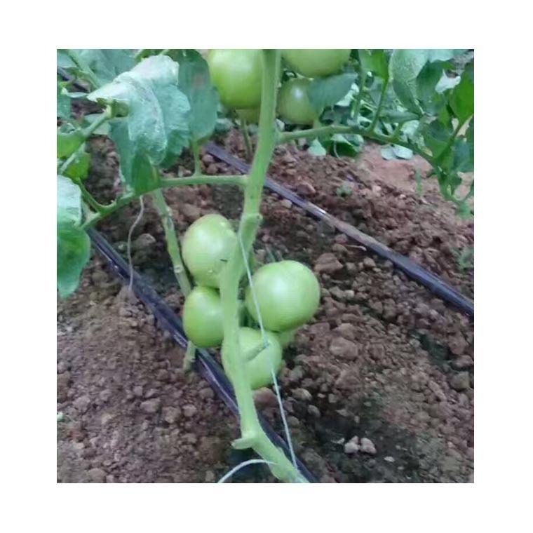 番茄水肥一体化滴灌设计 番茄水肥一体化滴灌安装技术设备批发图片