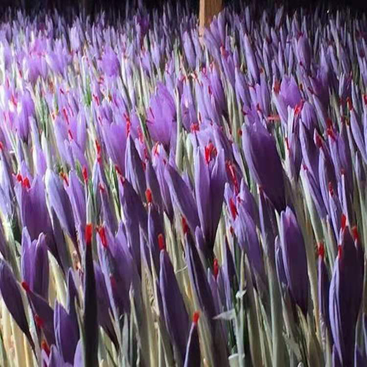 紫藤种子  西红花种子紫薇种子 番红花盆栽药用球 同创药材