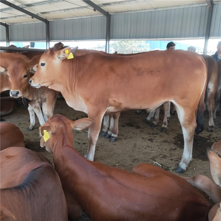 出售鲁西黄牛-养牛技术指导-厂家直销鲁西黄牛-5到6月小牛犊-龙翔牧业