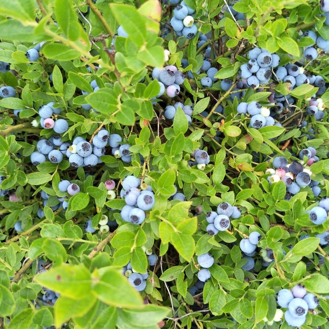 优质蓝莓苗木 蓝莓种苗50厘米高价格  南高丛蓝莓苗 北高丛蓝莓苗 批发果树苗木 靓景园林