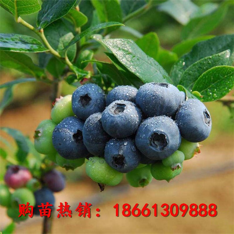 蓝莓苗种植 蓝莓苗品种 蓝丰蓝莓成苗基地