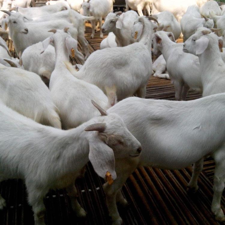 龙翔白山羊养殖场 白山羊价格 美国白山羊 白山羊苗批发