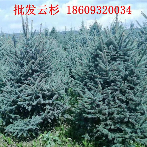 销售甘肃云杉云杉树苗-1米2米2.5米3米价格