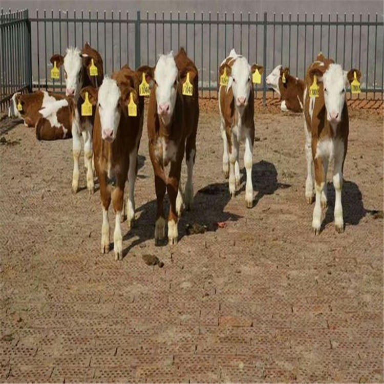 10头母牛6年能繁殖几头 通凯 技术指导 西门塔尔牛繁殖母牛选西门塔尔几代好图片