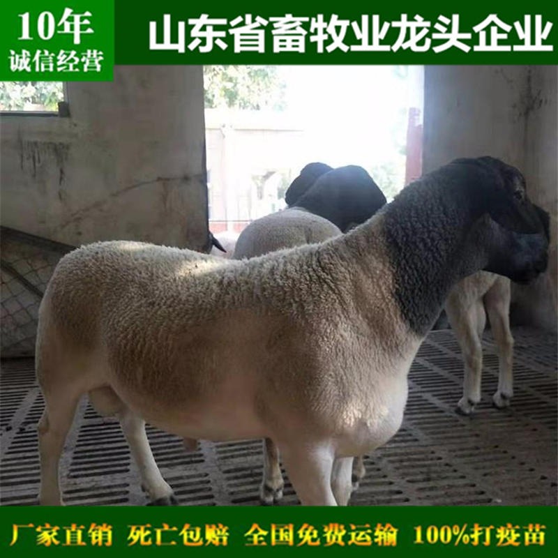 新疆萨福克羊养殖场 新疆萨福克羊养殖场价格 新疆萨福克羊养殖场批发